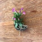 Centaurium pulchellumFlower