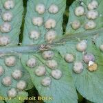 Dryopteris × complexa ফল