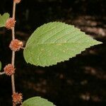 Melochia nodiflora Fruto