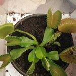 Dionaea muscipula পাতা