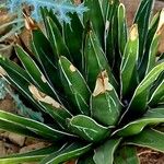 Agave victoriae-reginae Leaf