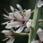 Lysimachia ephemerum Fleur