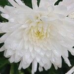 Chrysanthemum indicum Цветок