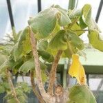 Uncarina grandidieri Yaprak