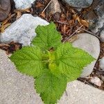 Urtica massaica Leaf