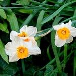 Narcissus × medioluteus ശീലം