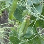 Lathyrus oleraceus Vaisius