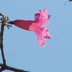 Tabebuia impetiginosa Flor