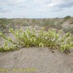 Stachys maritima Habit