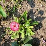 Bellis perennisBloem