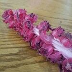 Sarcodes sanguinea Çiçek