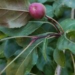 Pyrus cordata Fruit