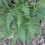 Polystichum luctuosum Feuille