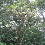Ficus mauritiana Hábito