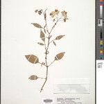 Solanum acroglossum Otro