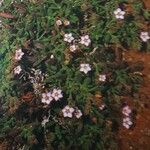 Rhodalsine geniculata 整株植物