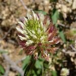 Trifolium vesiculosum Bloem