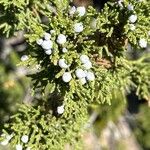 Juniperus monosperma Gyümölcs