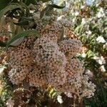 Buddleja salviifolia Цветок