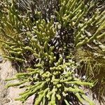 Arthrocnemum macrostachyum Fula