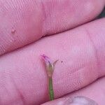 Epilobium roseum Flors