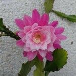 Disocactus phyllanthoides Blüte