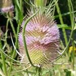 Dipsacus fullonumFlors