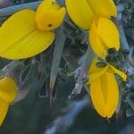 Calicotome villosa Квітка