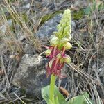 Orchis anthropophora عادت داشتن