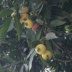 Syzygium jambos Fruct