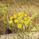 Foeniculum vulgareBlüte