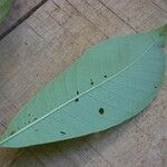 Isertia spiciformis Leaf