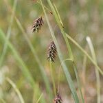 Carex magellanica Arall