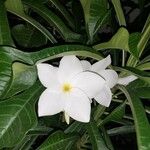 Plumeria pudicaFleur