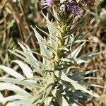 Echium candicans 葉