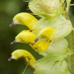 Rhinanthus pumilus