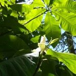 Magnolia macrophylla Blüte