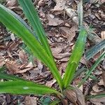 Aechmea magdalenae Leaf