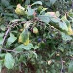Prunus spinosa Folha