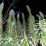 Echium candicans 整株植物