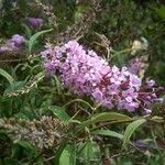 Buddleja davidiiBlomma