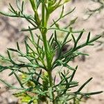 Junellia hookeriana Yaprak
