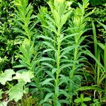 Euphorbia esula आदत