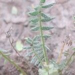 Astragalus sinaicus List