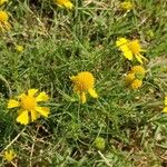 Helenium amarum Kvet