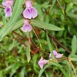 Impatiens roseaFlor