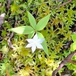 Lysimachia borealis Flower