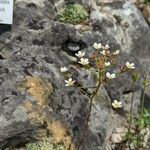Saxifraga paniculata Bloem