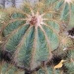 Parodia magnifica Ліст