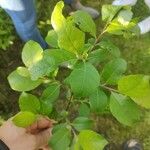 Salix atrocinerea Листок